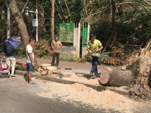 强风吹倒巴厘岛景区大树 两游客身亡