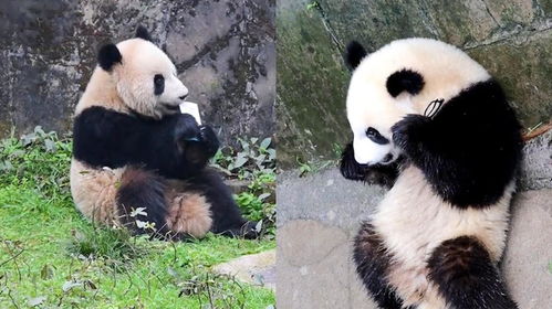 动物园打针致大熊猫后腿打瘸，园方回应，系误操作，已采取措施改善