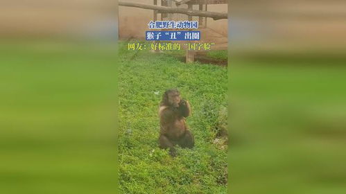 合肥野生动物园一猴子丑出圈，网友热议，这造型，太有个性！